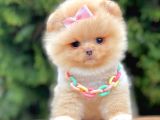 Ayıcık Surat Boo Pomeranian Yavrular