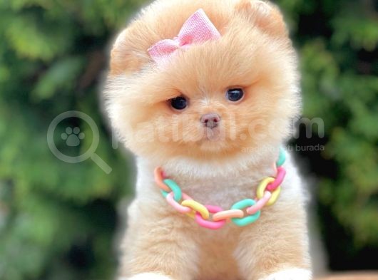 Ayıcık Surat Boo Pomeranian Yavrular görsel