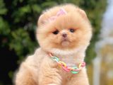 Ayıcık Surat Boo Pomeranian Yavrular