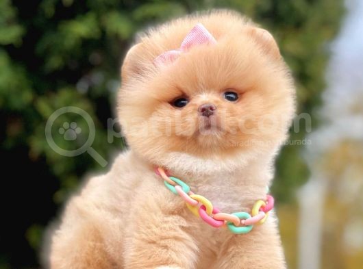 Ayıcık Surat Boo Pomeranian Yavrular görsel