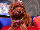 Red Brown Toy Poodle Yavrular