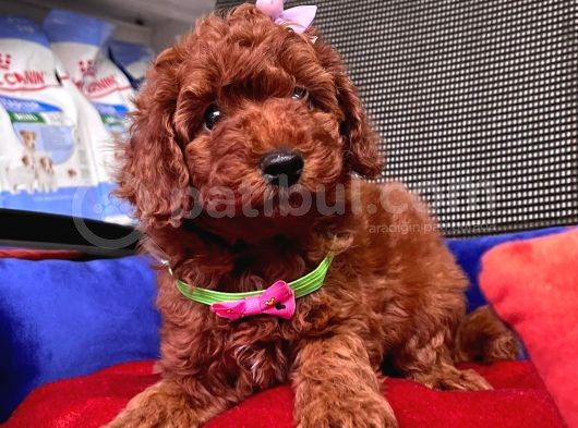 Red Brown Toy Poodle Yavrular görsel