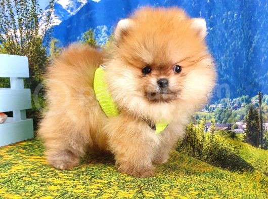 Her Renk Pomeranian Boo Yavrularımız görsel