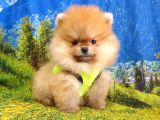 Her Renk Pomeranian Boo Yavrularımız