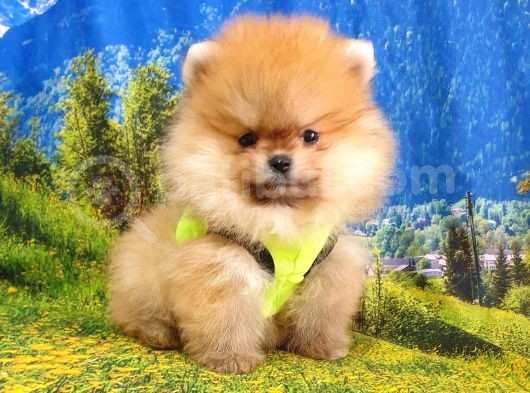 Her Renk Pomeranian Boo Yavrularımız görsel