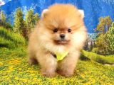 Her Renk Pomeranian Boo Yavrularımız