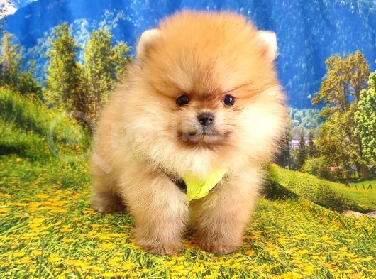 Her Renk Pomeranian Boo Yavrularımız görsel