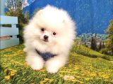Satılık Pomeranian Boo Yavrularımız