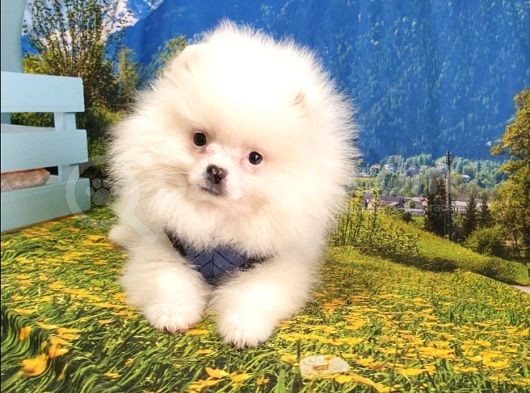 Satılık Pomeranian Boo Yavrularımız görsel