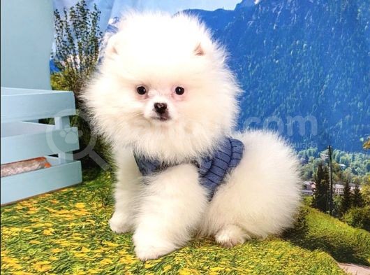 Satılık Pomeranian Boo Yavrularımız görsel