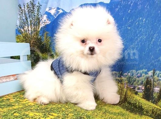 Satılık Pomeranian Boo Yavrularımız