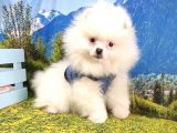 Satılık Pomeranian Boo Yavrularımız