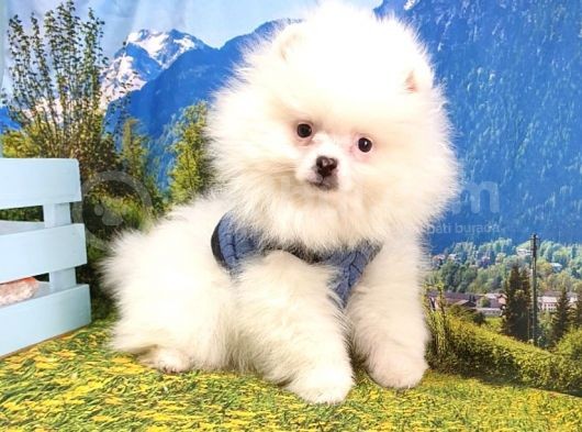 Satılık Pomeranian Boo Yavrularımız görsel