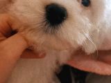 Maltese Terier Erkek Bebeğim