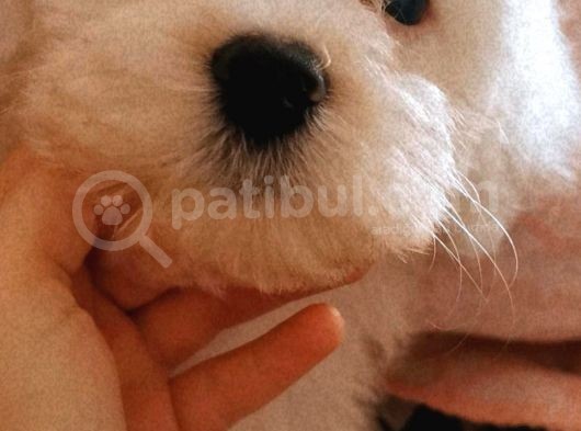 Maltese Terier Erkek Bebeğim görsel