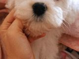 Maltese Terier Erkek Bebeğim