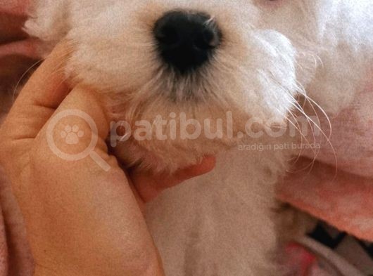 Maltese Terier Erkek Bebeğim görsel