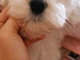 Maltese Terier Erkek Bebeğim
