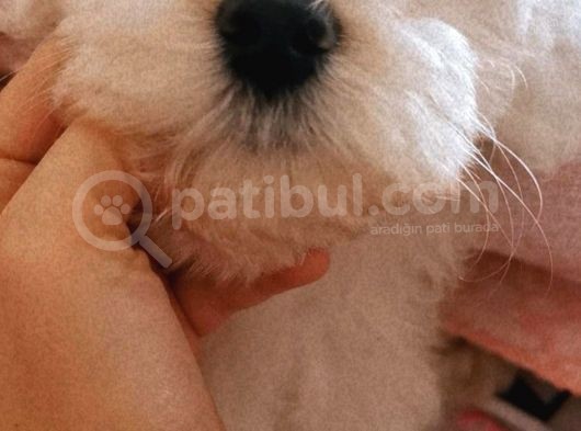 Maltese Terier Erkek Bebeğim görsel