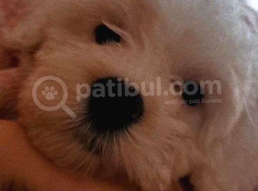 Maltese Terier Erkek Bebeğim