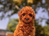 Red Brown Toy Poodle Bebekler