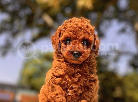 Red Brown Toy Poodle Bebekler görsel