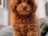 Red Brown Toy Poodle Yavrular