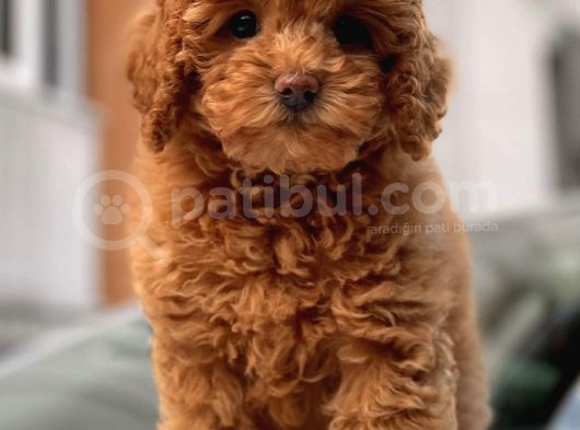 Red Brown Toy Poodle Yavrular