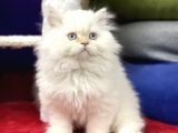 Show Görsel Sahi̇p Bri̇ti̇sh Longhai̇r Red Poi̇nt