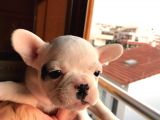 8 Haftalık Has French Bulldog