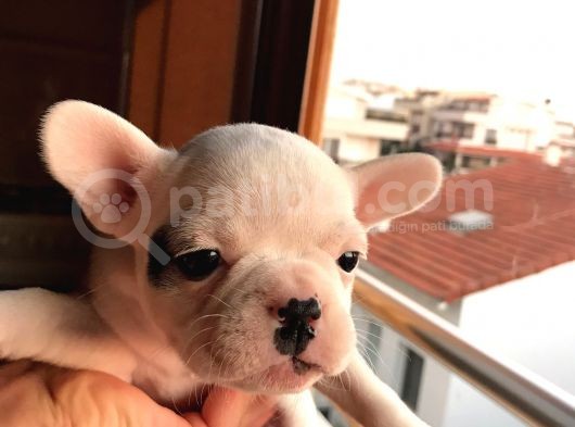 8 Haftalık Has French Bulldog