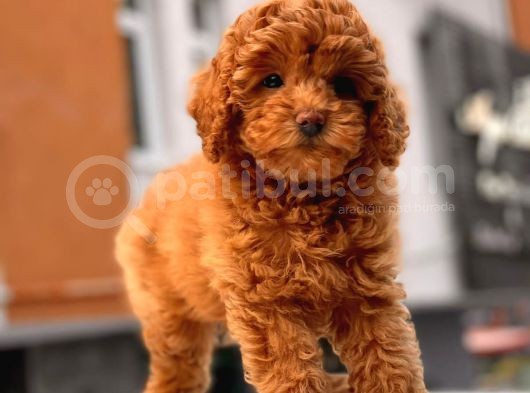 Red Brown Toy Poodle Yavrular görsel