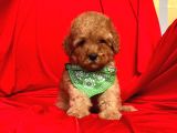 Safkan Toy Poodle Yavrularımız