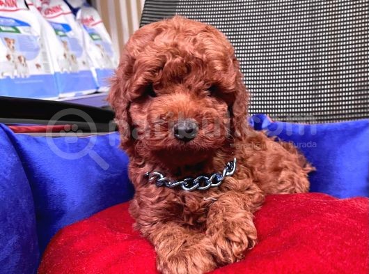 Safkan Toy Poodle Yavrularımız