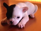 8 Haftalık Has French Bulldog