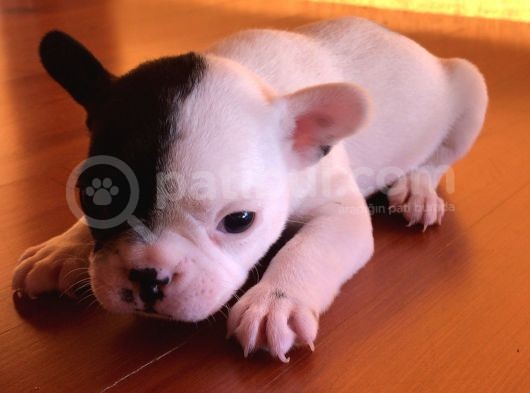 8 Haftalık Has French Bulldog görsel