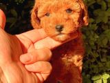 Red Brown Toy Poodle Bebekler
