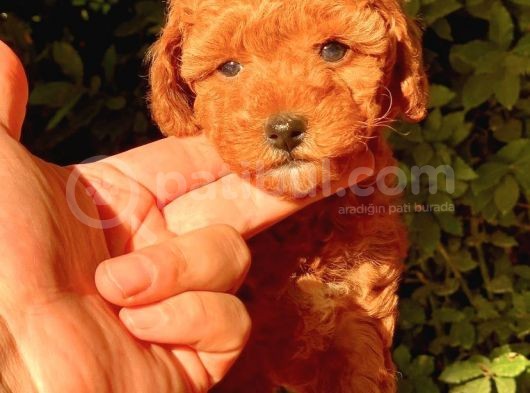 Red Brown Toy Poodle Bebekler görsel