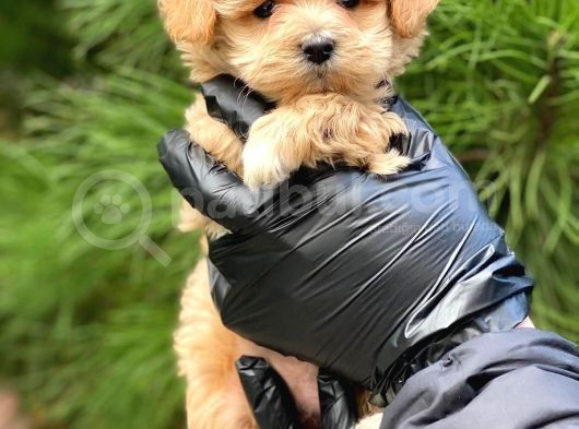 Xxs En Özel Görsel Sahi̇p Mi̇ni̇ Malti̇poo (Dişi) görsel