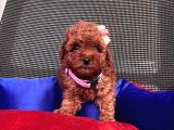 Red Brown Toy Poodle Yavrular