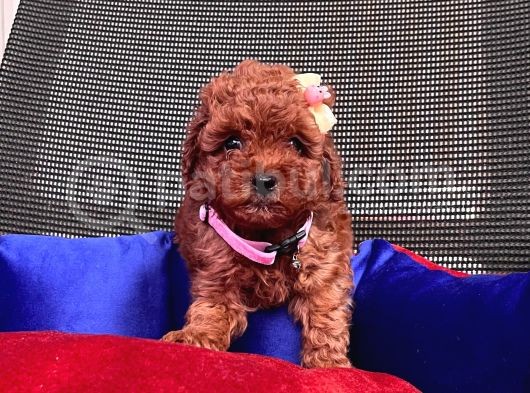 Red Brown Toy Poodle Yavrular