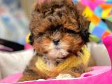 Maltipoo Mini Boy Mix Irk Bebekler