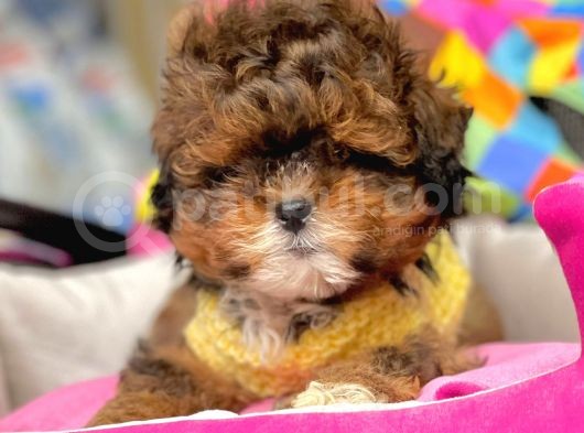 Maltipoo Mini Boy Mix Irk Bebekler görsel