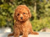 Sevimli Toy Poodle Bebeklerimiz
