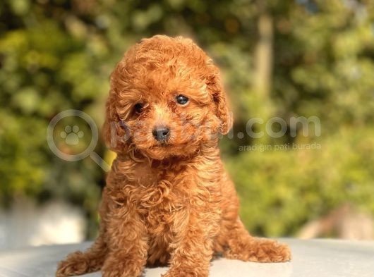 Sevimli Toy Poodle Bebeklerimiz görsel