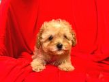 Safkan Toy Poodle Yavrularımız