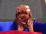 Safkan Toy Poodle Yavrularımız