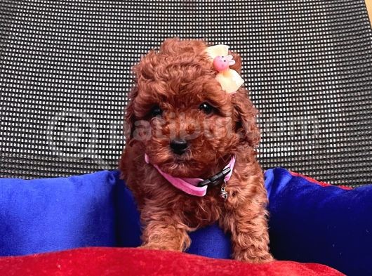 Safkan Toy Poodle Yavrularımız görsel