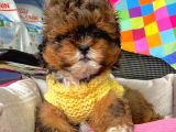Maltipoo Mini Boy Mix Irk Bebekler