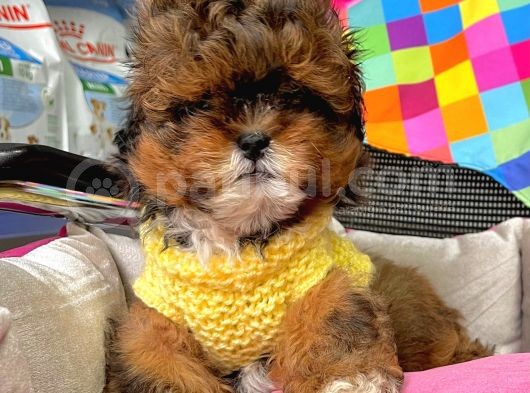 Maltipoo Mini Boy Mix Irk Bebekler